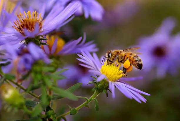 A honeybee (Apis mellifera) sips nectar from an aster in a butterfly garden.