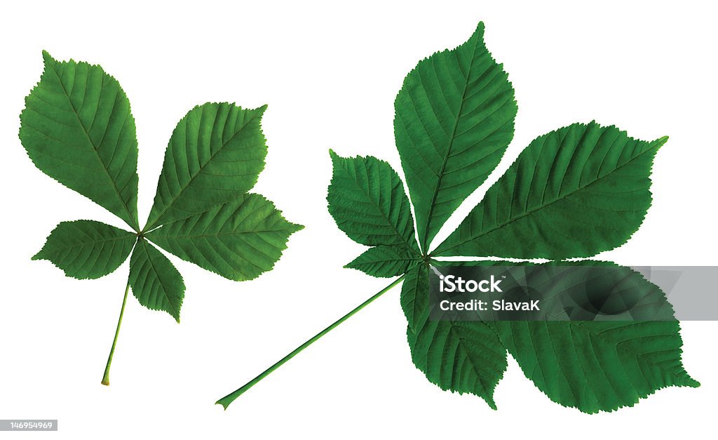 Blätter von Kastanie - Lizenzfrei Ast - Pflanzenbestandteil Stock-Foto