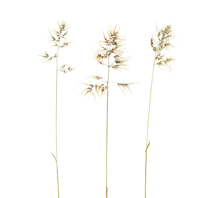 Poa bulbosa or bulbous bluegrass, bulbous meadow-grass. Isolated on white b ackground.