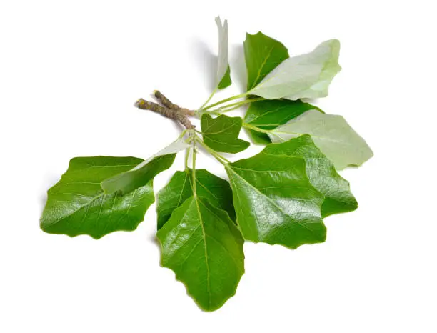 Populus alba, commonly called silver poplar, silverleaf poplar, or white poplar. Isolated on white background.