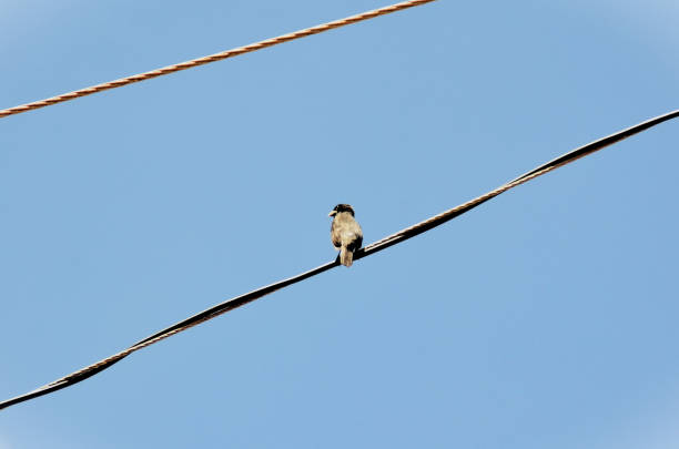 On the electric wire a bird Sporophila caerulescens perched singing on a sunny day