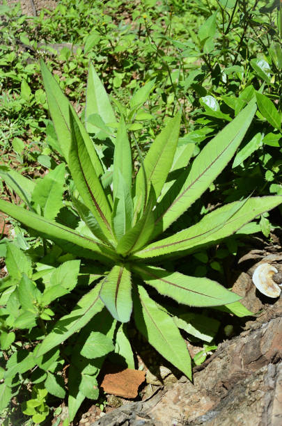 istock Beautiful Lactuca canadensis growing in the backyard 1469550209
