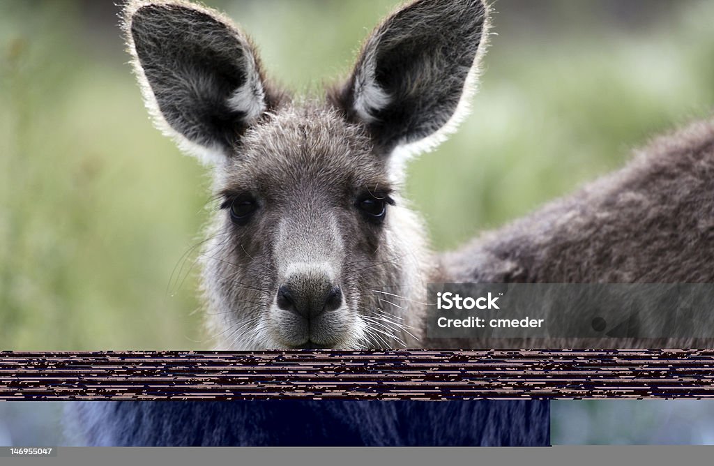 O canguru australiano - Foto de stock de Animal royalty-free