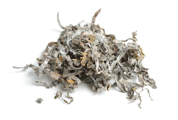 istock Heaps of dried kelp isolated on white background. 1469551320