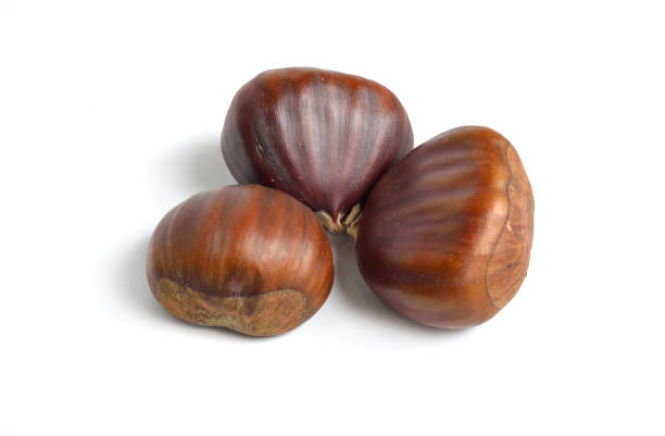 istock Castanea sativa, or sweet chestnut fruit. Isolated on white background. 1469552280
