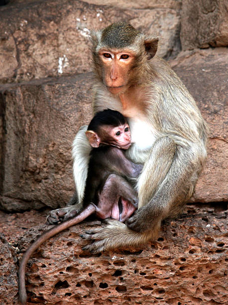 istock Mother and Baby Monkeys 146955257