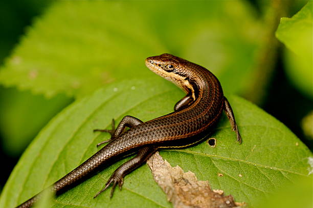 istock Snake Eyed Skink 146955269