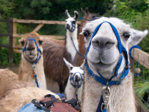 llamas keen to go traveling.