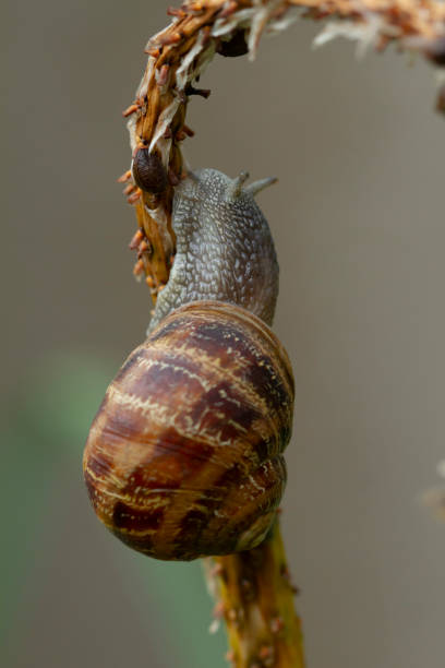 istock snail sliding on a plant and eating 1469553039