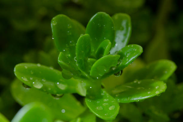 macro of a succulent plant with water drops