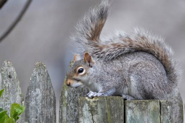 istock Cautious Eastern Gray Squirrel on a Fence in Spring 1469553930