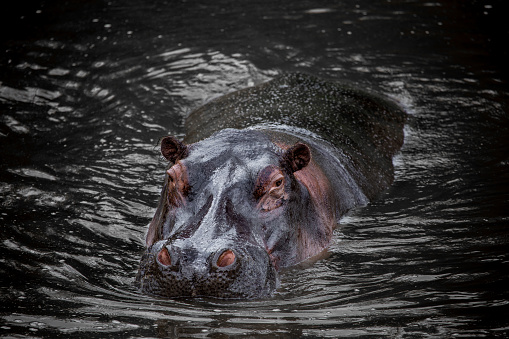 Hippopotamus peeking out of the water in Serengeti National Park, Tanzania, Africa.