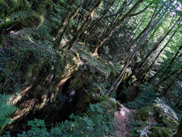 istock Hike on the Malrochers Trail 1469554072