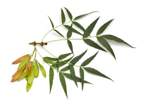 istock Fraxinus angustifolia, the narrow-leaved ash. Isolated on white 1469554175