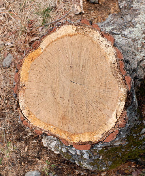 Tree Rings stock photo