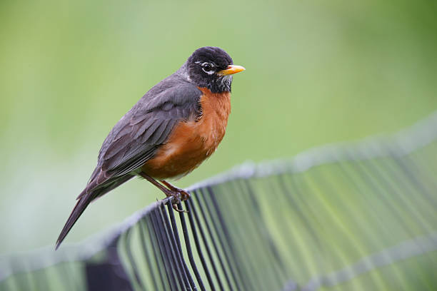 istock American Robin on fence 146955451