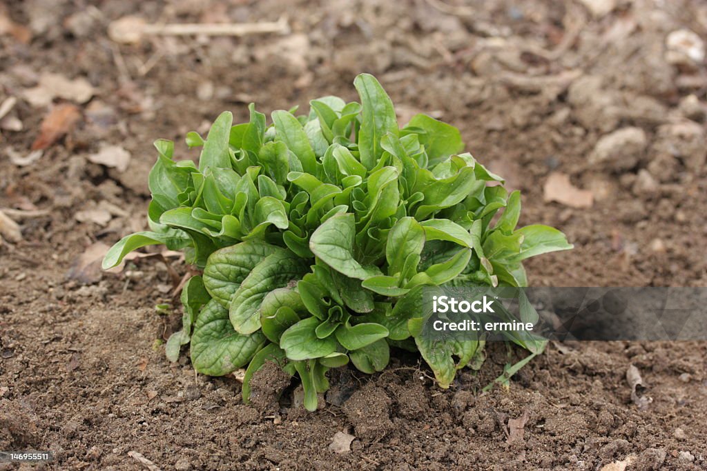 Feldsalat Winter Garden Gemüse - Lizenzfrei Blatt - Pflanzenbestandteile Stock-Foto