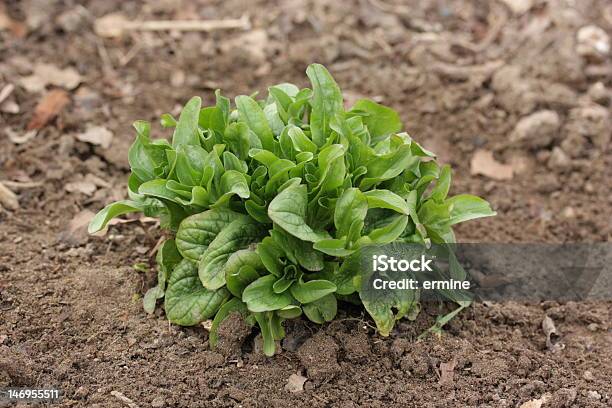 Feldsalat Winter Garden Gemüse Stockfoto und mehr Bilder von Blatt - Pflanzenbestandteile - Blatt - Pflanzenbestandteile, Erdreich, Feldsalat