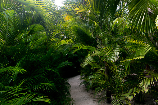 Lush tropical pathway in Tulum Mexico.