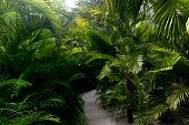 Lush Tropical Plants Pathway