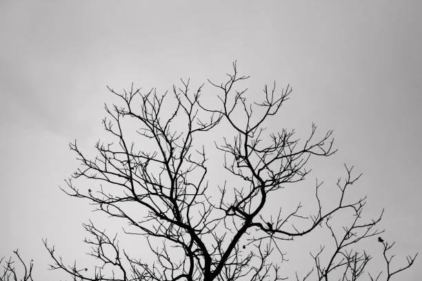 istock High contrast tree in a dull sky 1469555386