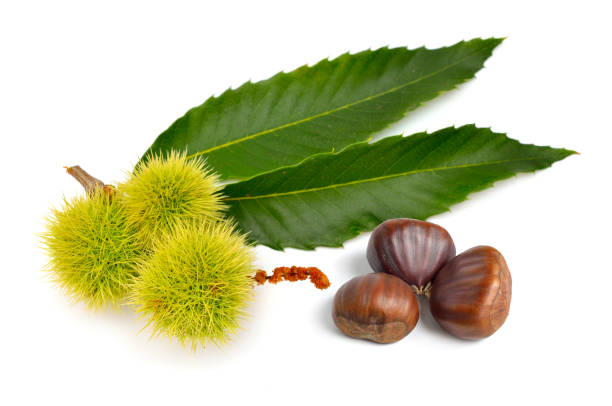 istock Castanea sativa, or sweet chestnut fruit. Isolated on white background. 1469555640