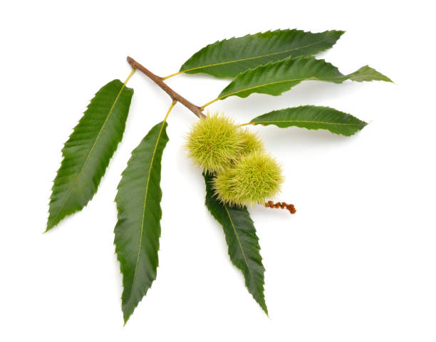 istock Castanea sativa, or sweet chestnut fruit. Isolated on white background. 1469555753