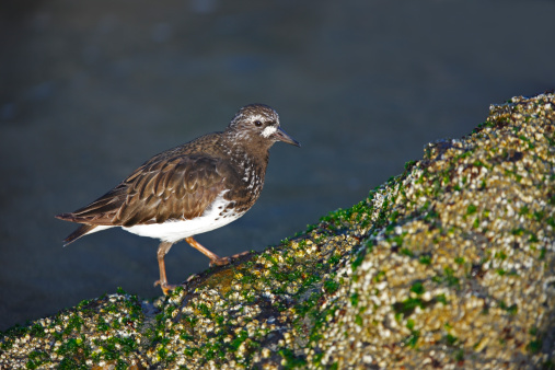 Black Turnstone (Arenaria melanocephala), adult in breeding plumage feeding on mossy rock at sunrise.