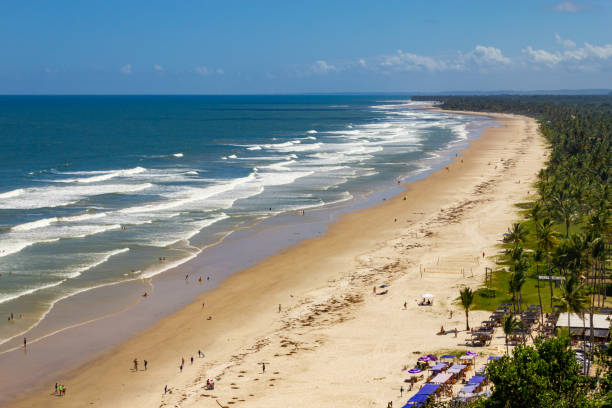 istock Coconut trees, sand and waves at Pe de Serra beach 1469555909