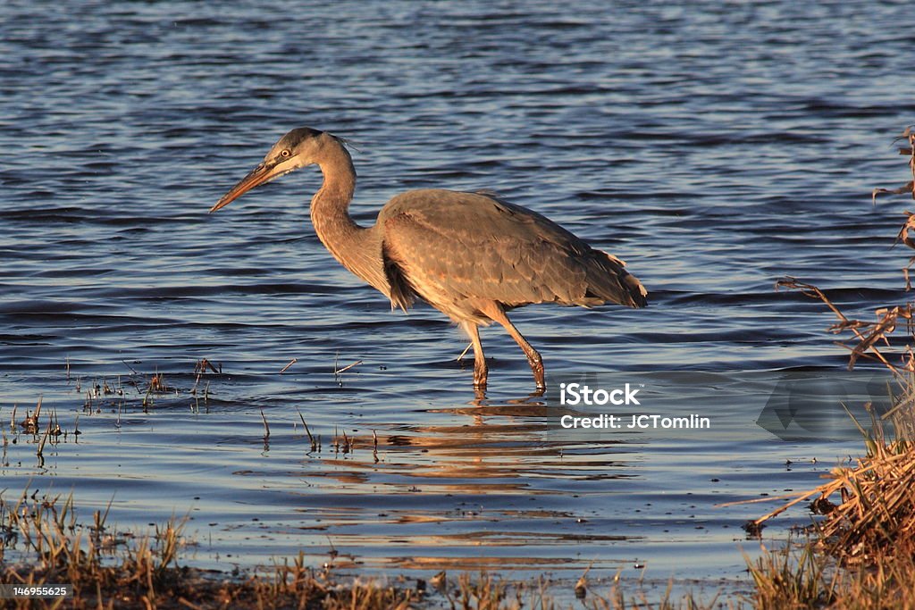 Garça-Azul-Grande - Foto de stock de Animal selvagem royalty-free