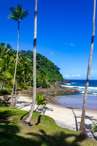 istock Forest and  waves at Sao Jose beach 1469556497