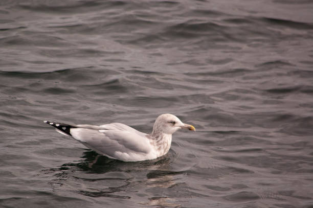 Seagull on water stock photo
