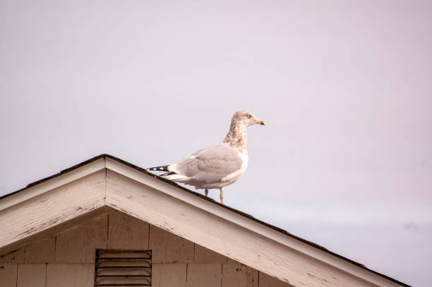 Seagull on a roof stock photo