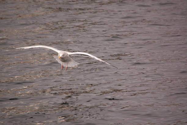 Seagull in flight stock photo