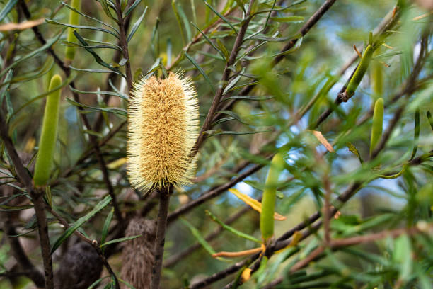 Banksia Marginata(Silver Banksia) native Australian plant