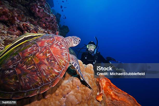 Photo libre de droit de Tortue Verte Et Plongeur Sur Les Autres banque d'images et plus d'images libres de droit de Bunaken