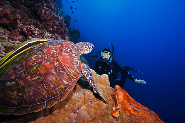 Scuba diving. Beautiful sea life. Sea turtle Underwater scene  Blonde women, scuba diver, explore filming turtle and enjoy at tropical sea.