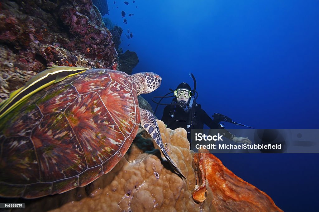 Tartaruga marinha verde (Chelonia mydas) e mergulhador sobre os outros - Foto de stock de Ilha Bunaken royalty-free