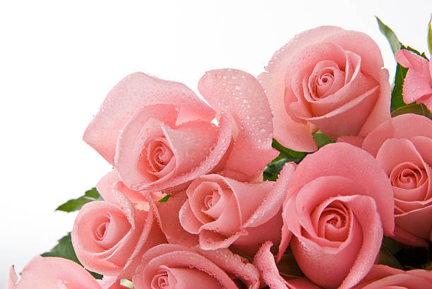 fiori - dozen roses immagine foto e immagini stock
