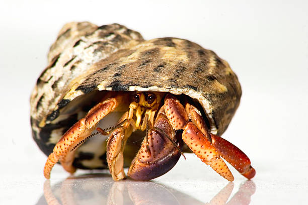 cangrejo ermitaño - land hermit crab fotografías e imágenes de stock