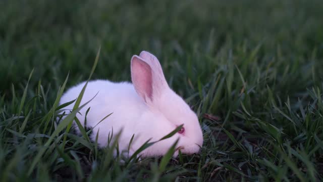 A white rabbit is a symbol of Easter and feeling a holiday, he is sitting on the green grass at sunset.