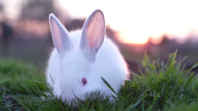 Easter symbol Rabbit on green grass at sunset.
