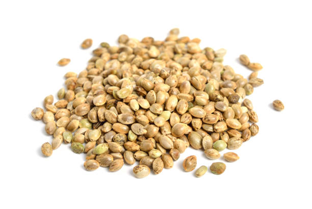 istock Heap of hemp seeds isolated on white background 1469560246