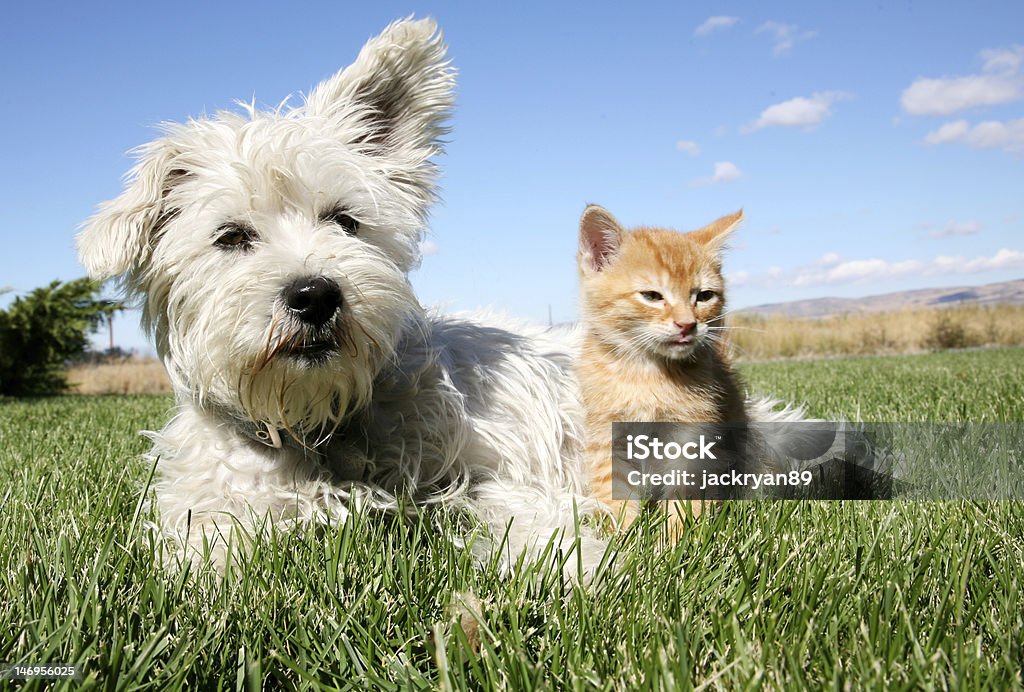 犬および猫 - 飼い猫のロイヤリティフリーストックフォト