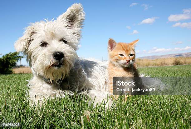 犬および猫 - 飼い猫のストックフォトや画像を多数ご用意 - 飼い猫, 犬, 空
