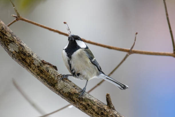istock A Japanese tit on a branch of tree. 1469560257