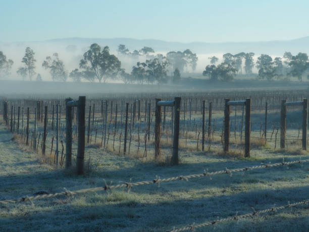 istock Grape vines on a foggy morning 1469560566