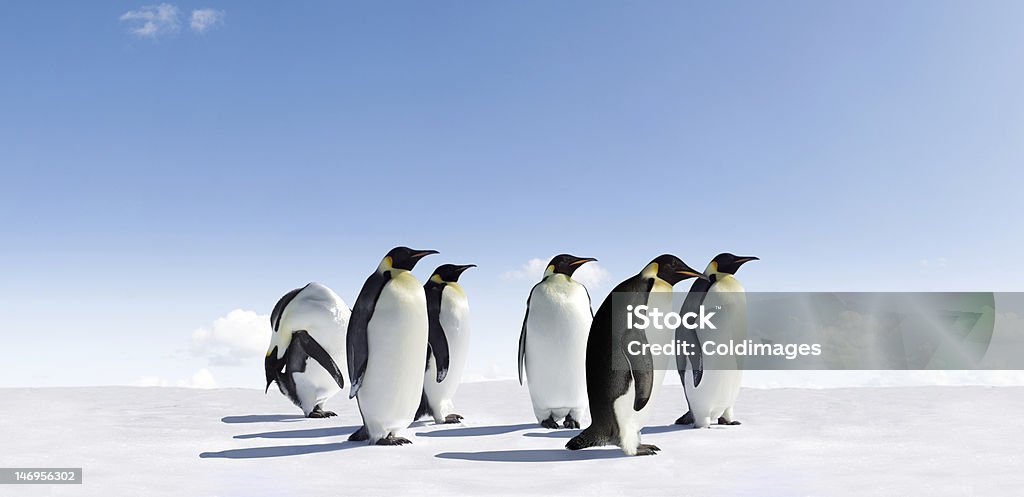 Imperador pinguins - Foto de stock de Pinguim-imperador royalty-free