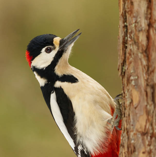istock Great spotted woodpecker (Dendrocopos major) male closeup in spring. 1469563297