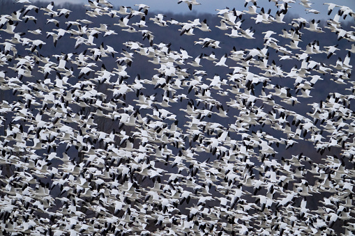 Snow geese take to flight all at once (Middle Creek Lake, PA)